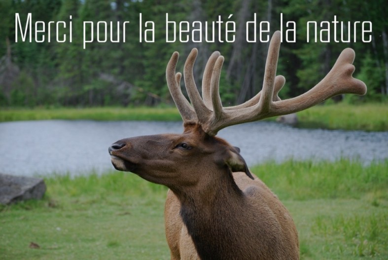 Citation Merci pour la nature