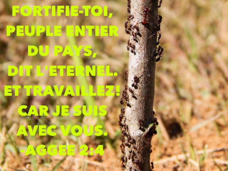 Aggée 2:4