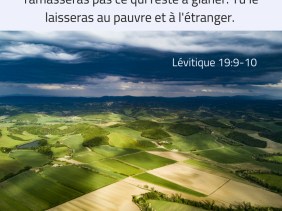moisson, glaner, pauvre, Lévitique