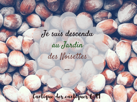 jardin, descendre, noisettes