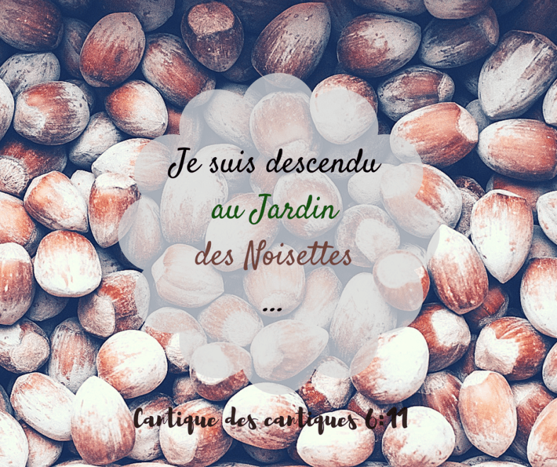 jardin, descendre, noisettes